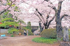 神社,日本庭園,屋外,晴れ,春