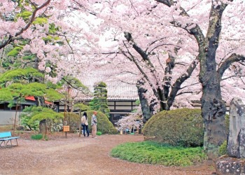 神社,日本庭園,屋外,晴れ,春