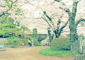 神社,日本庭園,屋外,晴れ,春,昭和レトロ