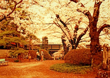 神社,日本庭園,屋外,晴れ,春,ヴィンテージ