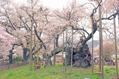寺,日本庭園,和,屋外,春