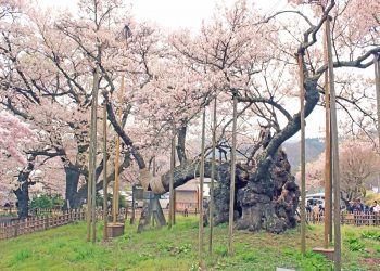 寺,日本庭園,和,屋外,春