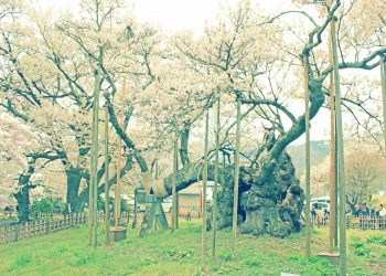 寺,日本庭園,和,屋外,春,昭和レトロ