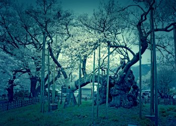 寺,日本庭園,和,屋外,春,ホラー