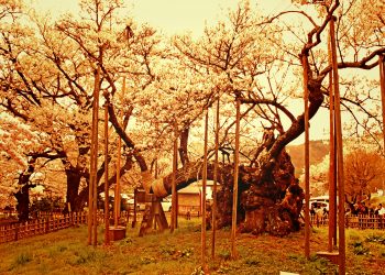 寺,日本庭園,和,屋外,春,ヴィンテージ