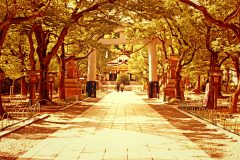 神社,和,屋外,夏,晴れ
