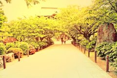 神社,村,晴れ,夏,屋外